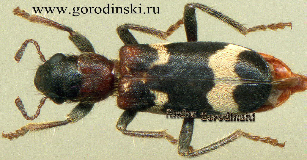 http://www.gorodinski.ru/oth_col/Thanasimus substriatus.jpg